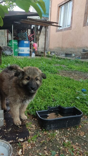 куплю собаку алабай: Кавказский алабай