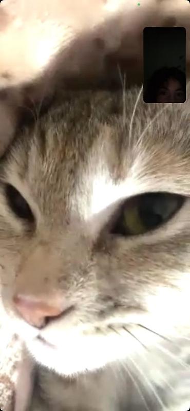 Находка и пропажа кошек: Пропала : Беспородная, Девочка — 6