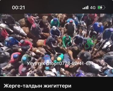 Лошади, кони: Продаю | Конь (самец) | Конный спорт