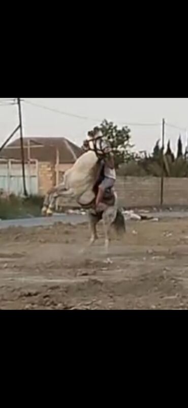 at bazarı: Erkək, il: 8, Ünvandan götürmə