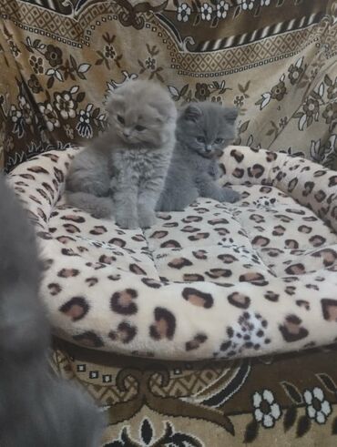 персидский кот цена: Продаются котята шотландские вислоухие скотиш фолд, страйт фолд