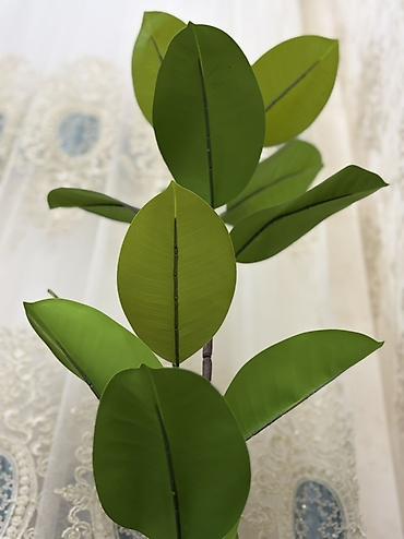 agac gulleri: Süni dekorativ kauçuk ağacı (Ficus elastica) – qapalı məkanlar üçün — 2