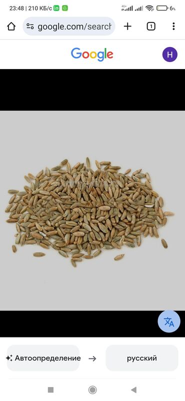 купить уголь в бишкеке цена: Кара буудай уругун сатып алам. Куплю семена ржи. Для сидерации