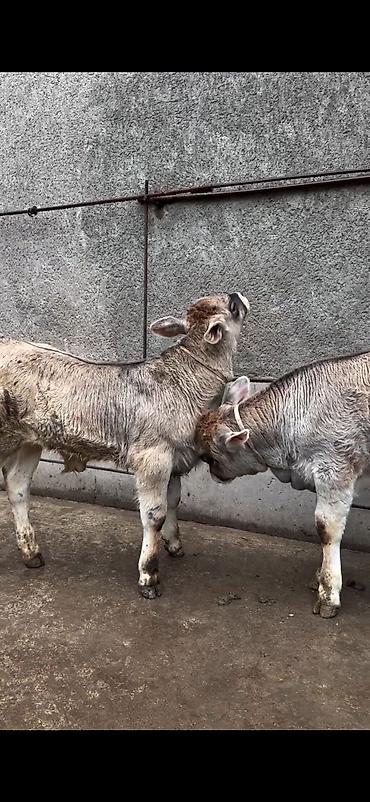 Dana, buzov: Məhsul: Dana balaları (2 baş) Xüsusiyyətlər: - Cins tipi: yerli -da lalafo.az — 12 Dana, buzov: Məhsul: Dana balaları (2 baş) Xüsusiyyətlər: - Cins tipi: yerli — 12