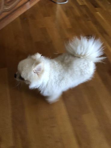 siberian wellness qurd dermani: Şpitz, 11 ay, Dişi, Peyvəndli, Pulsuz çatdırılma, Ödənişli çatdırılma, Ünvandan götürmə — 4