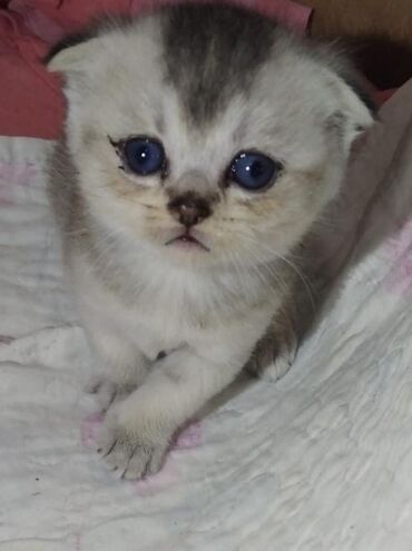 pişiklər: Şotland yastı qulaq