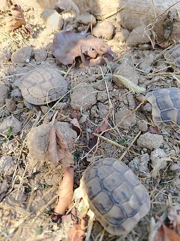 tısbağa satışı: Quru tisbagasinin Balaları Satılır. Qiymət 1 ədədine aitdi — 3