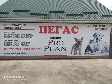 Животные - Кант: Ветеринарная клиника Пегас. Зоомагазин г. Кант улица Гагарина 8