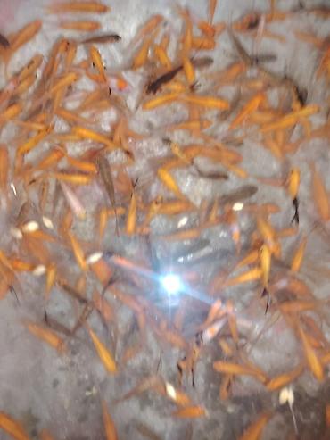 oranda: Qızıl balıq, Sülhsevər, Ünvandan götürmə — 2