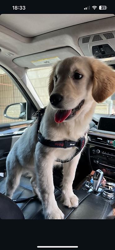 itler pulsuz: Retriever, 8 ay, Dişi — 2