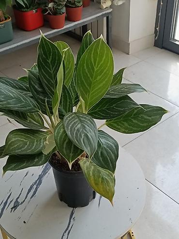 Другие комнатные растения: ПРОДАЮ КОМНАТНЫЕ РАСТЕНИЯ! 🌱 Бамбук — 3000 сом 🌳 Бонсай — 4100 сом 🌳 — 7