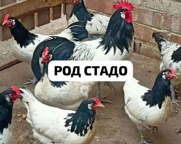 купить декоративных курей: Продаю | Цыплята