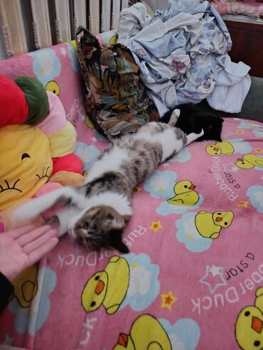 Отдам даром кошку: КОШКИ И КОТЯТА У НАС ПРИЮТ любой окрас есть можете выбрать у нас — 6