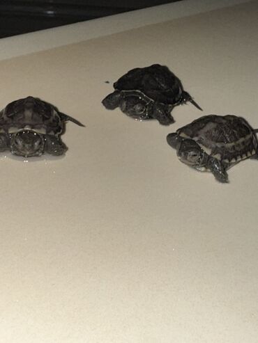 Другие животные: Красноухие черепашки,самые низкие цены,разным размеров и — 14