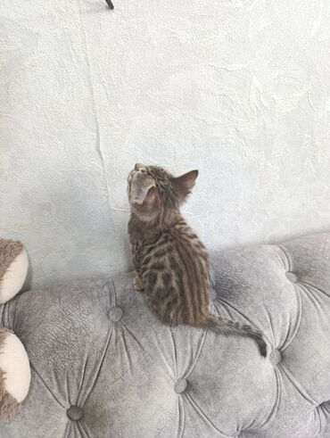 купить домашнюю черепаху: Бенгальская, 1 месяц, Девочка, Черепаховый, Приучена к лотку