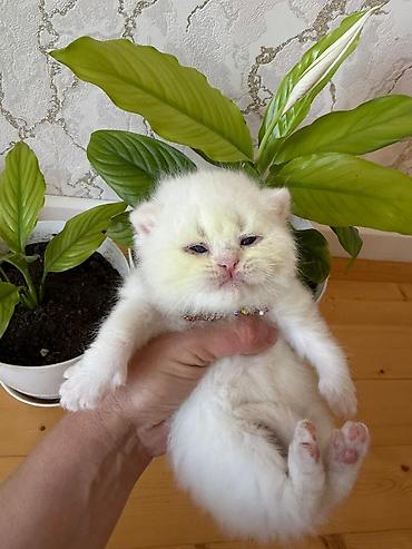 Pişiklər: Britan — 3