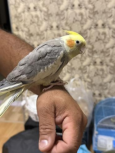 tutuquşlar: Nimfa (cockatiel) tutuquşu – əl öyrəşdirilmiş, sakit və ünsiyyətcil — 2