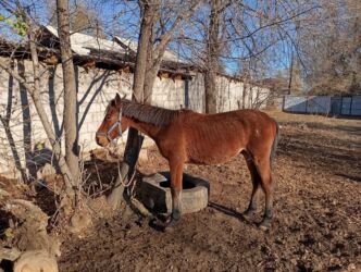 показы 1 354 72 договорная кошка даром британская короткошёрстная 1 год мальчик метис 2 позвонить написать: Сатам | Тай | Жумушка