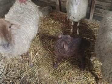 Qoyunlar, qoçlar: Diqqətlə oxu sonra zəng elə! 4 ədəd qoyun satılır! 3 ədəd qoyun — 6