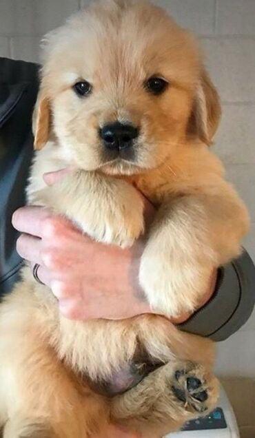 İtlər: Labrador-retriver, 1 ay, Dişi — 4