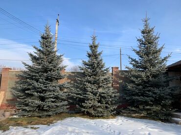 саман: Уруктар жана көчөттөр Туя, Карагай, Кызыл карагай, Өзү алып кетүү