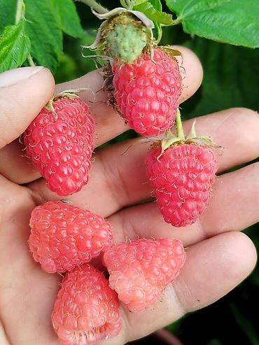 Малина: Малина Оптом — 8