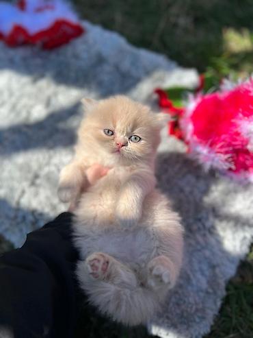 Pişiklər: Britan, Erkək, Dişi — 8