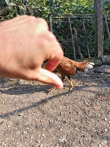 donuz heyvan: 6 aylığ fərədi gözəl heyvandı cins fərədi ünvan maştağa əlavə məlumat — 3