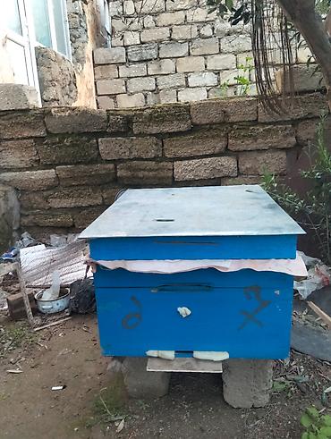 Arılar: Salam 4yeşik arıdı Karnika sortudu biri Qafqaz sortudu 2 mərtəbə tam — 9