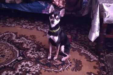 İtlər: Ingilis ov iti balalrı satlır bir erkey bir dişi itin anası cox agılı — 3