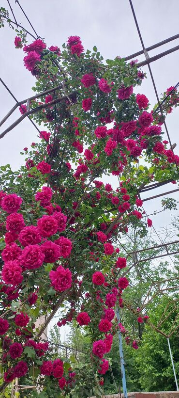 Şitillər: Sarmaşiq və Sadə Gül Kollari istənilən sayda sifariş verə bilərsiz -da lalafo.az — 8 Şitillər: Sarmaşiq və Sadə Gül Kollari istənilən sayda sifariş verə bilərsiz — 8