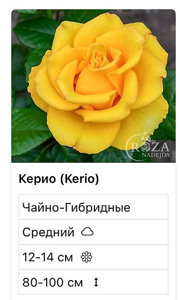 Садовые цветы и кустарники: Саженцы цветка: Розы — 1