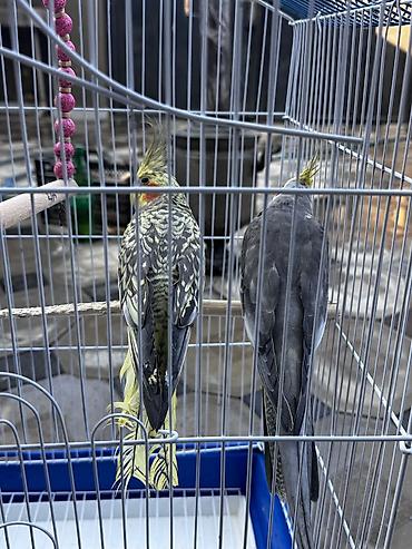 sultan tutuquşusu: Nimfa (Cockatiel) cütlüyü və qəfəs dəsti - Növ: Nimfa tutuquşusu — 1