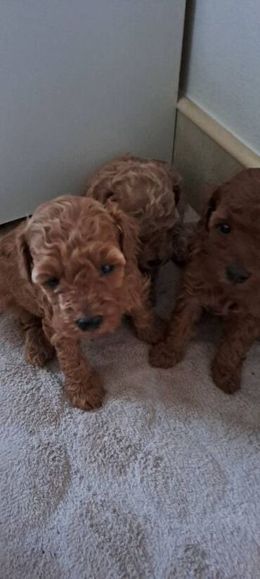 Psi: Prodajem stence toy i mini pudle.Dve zenke i jedan muzjak su crveni — 9