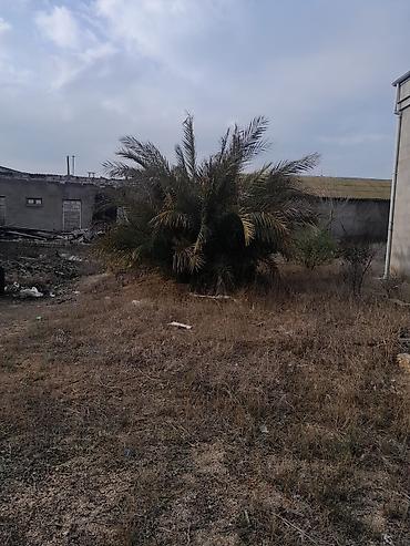 palm: Xurma (xurma xurması) palmaları – həyət və bağ sahələri üçün dekorativ — 5
