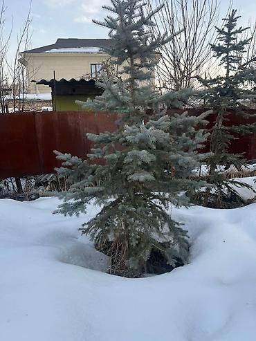 Декоративные деревья: Саженцы деревьев: Ели — 6