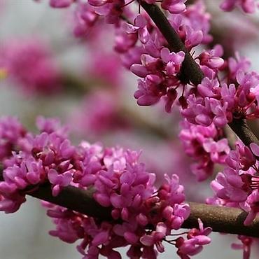 tikanlı bitkilər: Cercis gülü sifariş üçün əlaqə saxlaya bilərsiniz vhatsap aktivdir — 3