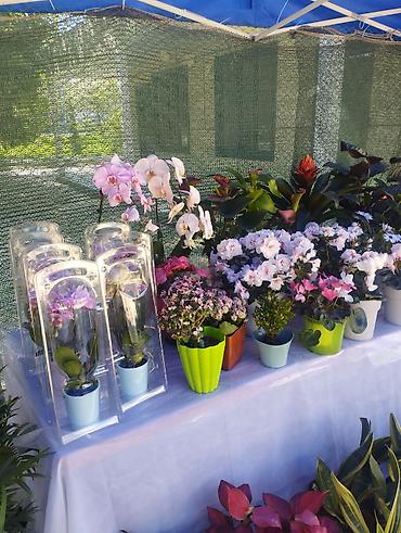 Другие садовые цветы и кустарники: Садовый центр/питомник растений и товаров для сада - Широкий выбор — 7