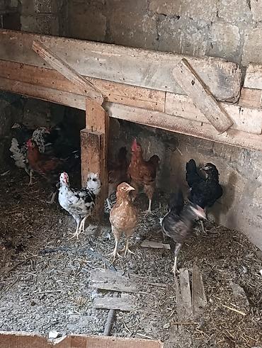 col toyuqu: Sağlam colpalar satilir inkibator deyiller fikirleri ciddi olanlar — 2