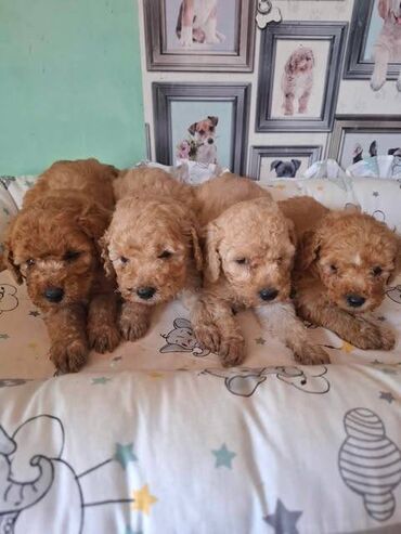 mesanac labradora i zlatnog retrivera: Pudle patuljaste i toy, prelepi štenci Pudle patuljaste i toy u