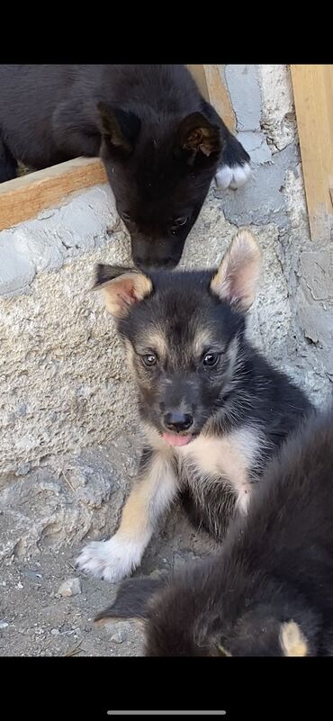 coban iti sekilleri: Belçika çoban iti, 2 ay, Dişi