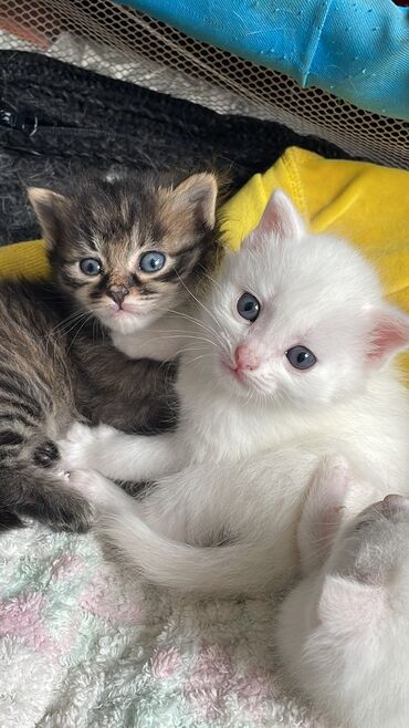 Коты: Отдам котят в добрые руки! Белые-мальчики Коричневая-девочка Кушают