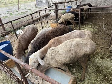 Бараны, овцы: Продаю | Овца (самка)