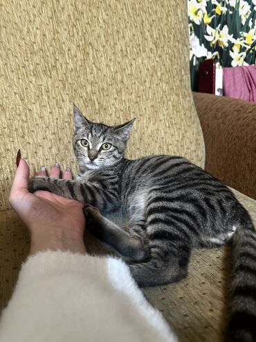коты на вязку: Мышык бекер берилет: Породасыз, 4 айлык, Эркек, Лотокко барууга үйрөтүлгөн, Курттардан тазаланган