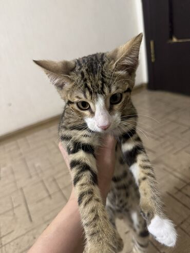 домик для кошек: Кошка даром: Бенгальская, 3 месяца, Мальчик, Метис, Приучена к лотку, Проглистована