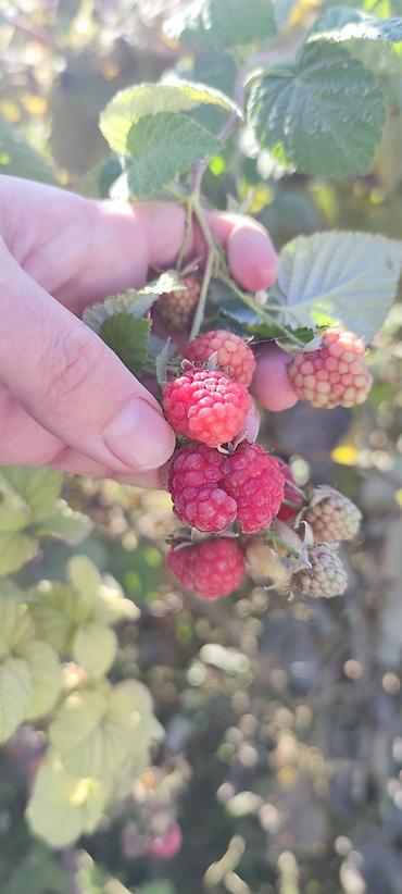 Малина: Малина Оптом — 3