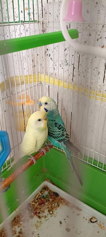 ordək balası və cucə: • Məhsul: Dalmatian və limon rəng çalarlı iki gözəl dalğalı tutuquşu — 4
