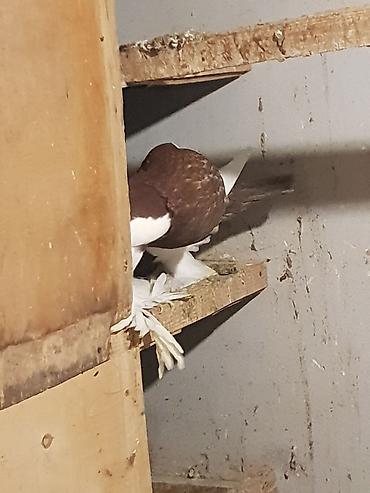 Pişiklər: Pişiklər -da lalafo.az — 1 Pişiklər: Pişiklər — 1