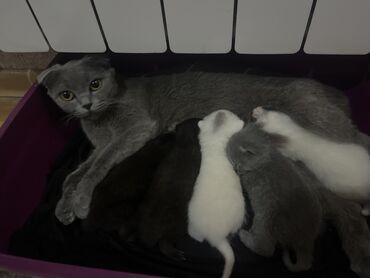 ağ pişiy: Britan, Erkək, Dişi, Yaxşı əllərə, Ünvandan götürmə lalafo.az -da ağ pişiy: Britan, Erkək, Dişi, Yaxşı əllərə, Ünvandan götürmə