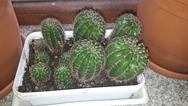 danisan kaktus v Azərbaycan | Kaktus: Kaktus bitkisi satılır. Gübrəli torflu torpaqda əkilib. Qiyməti hamısı